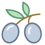 olivo