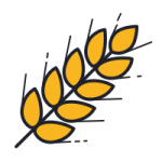 Frumento duro, Tenero e orzo